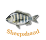 Sheepshead