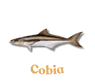 Cobia